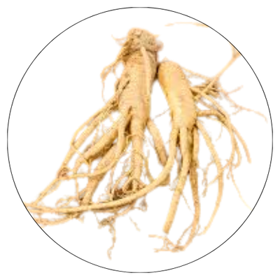 Panax Ginseng